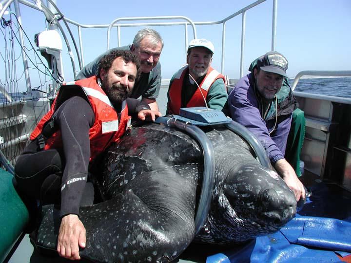 5 Facts About the Leatherback Turtle