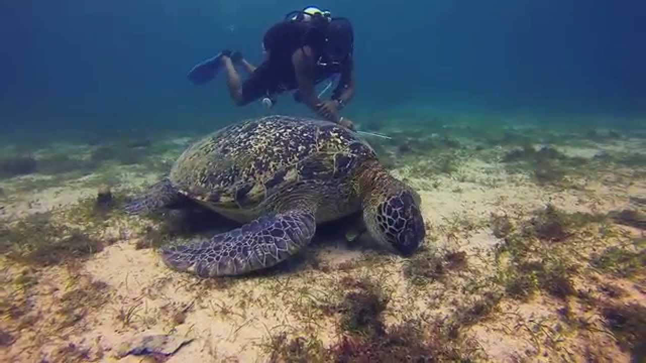 Common behavior of turtles