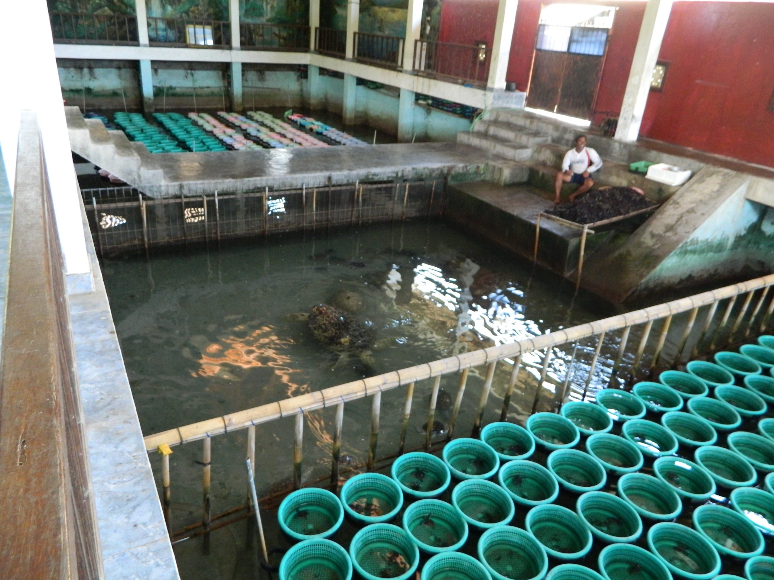 Headstarting for Hatchlings