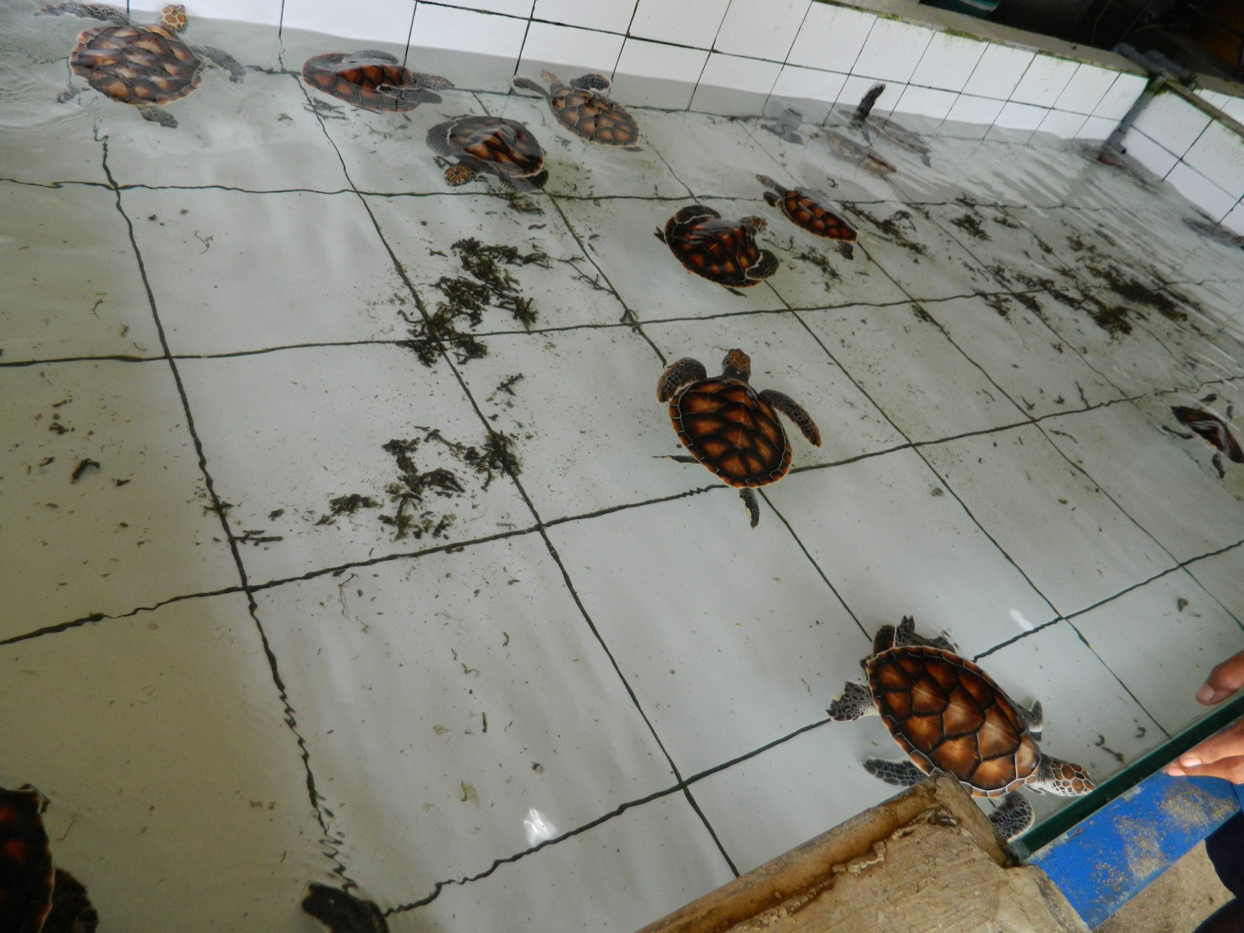 Potential Issues with Hatchlings from Retention