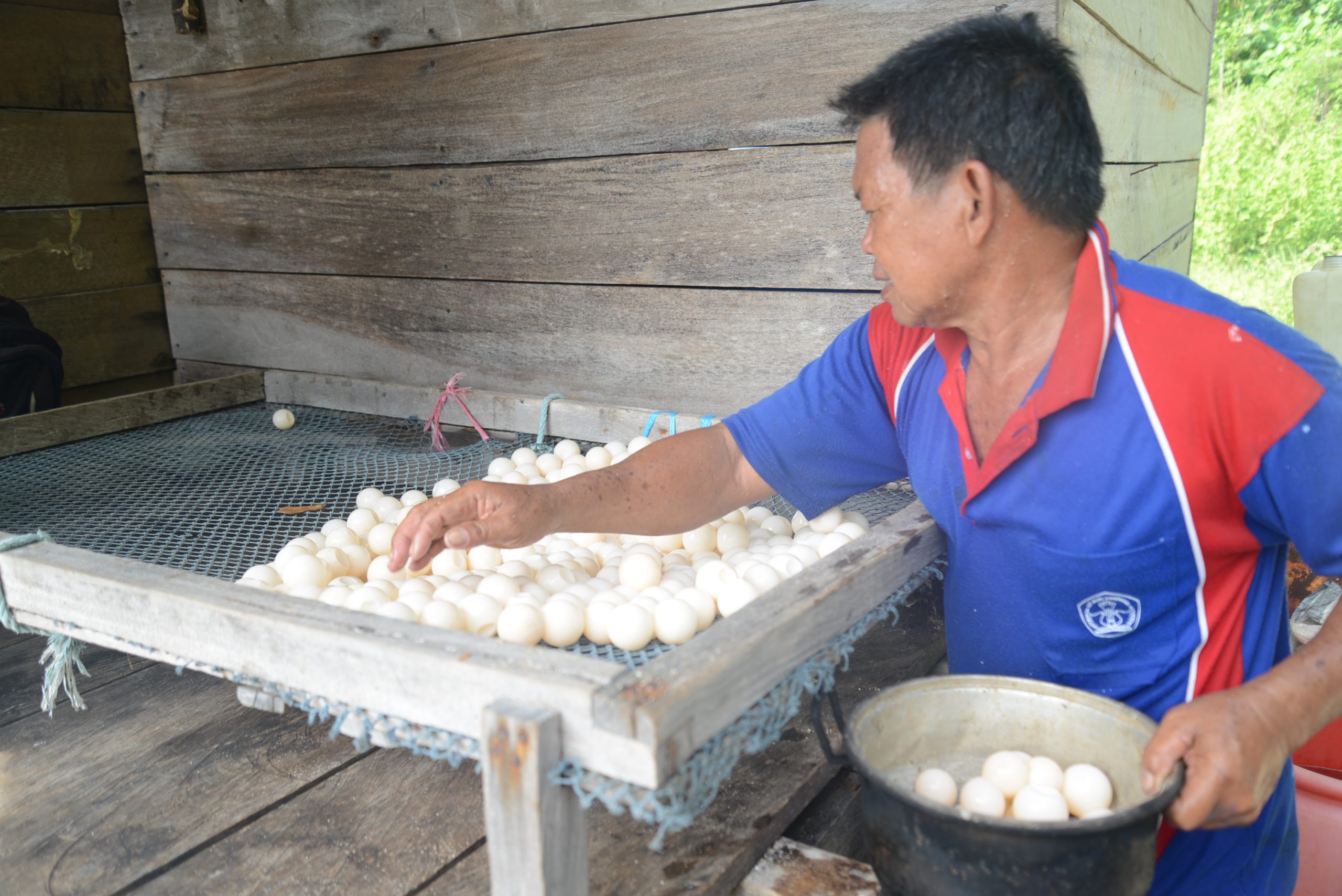 Myths about Turtle Eggs