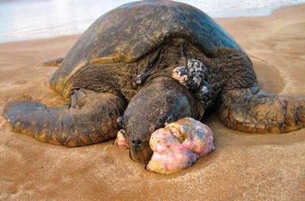 Micronesia Mass Poisoning Case