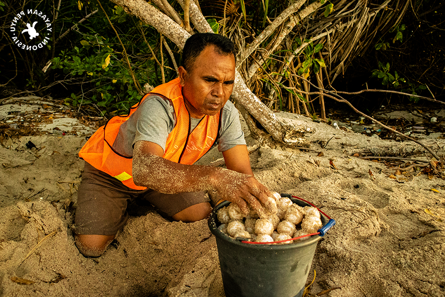 How to Identify Turtle Eggs (UD vs UH)