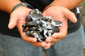 Efek Negatif Peternakan Penyu dan Pembesaran Tukik