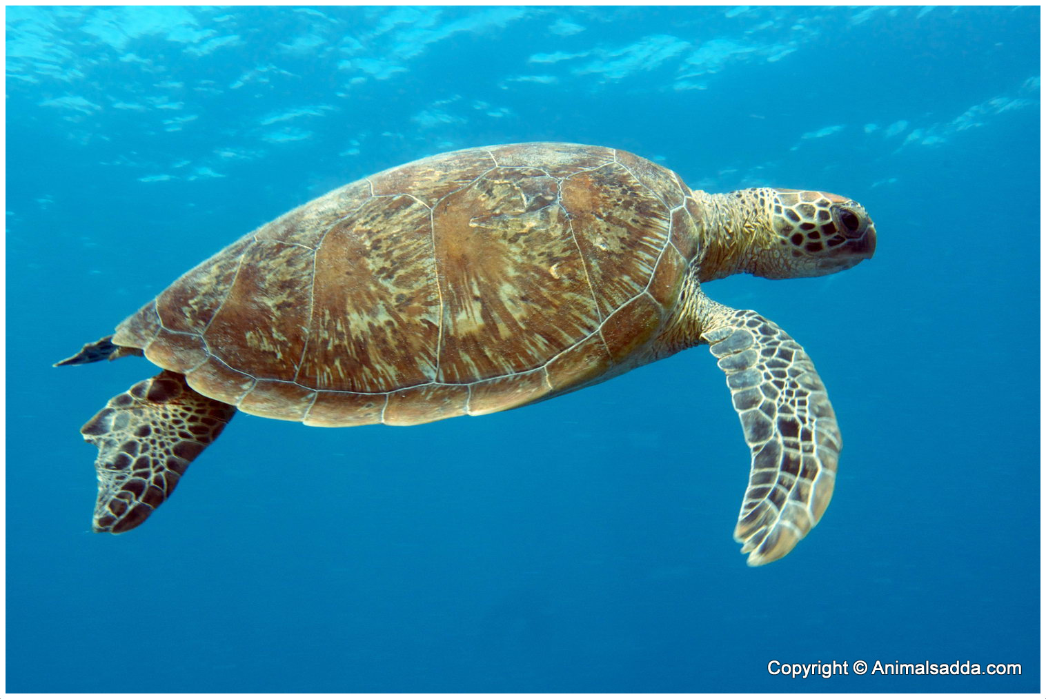 Identification of Green Turtles and Hawksbill Turtles