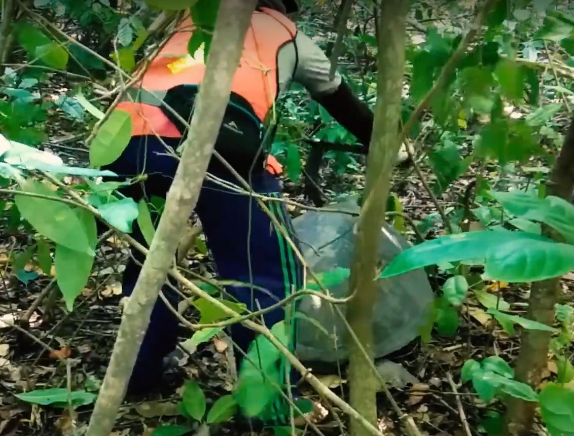 Turtle lost due to fish bombing