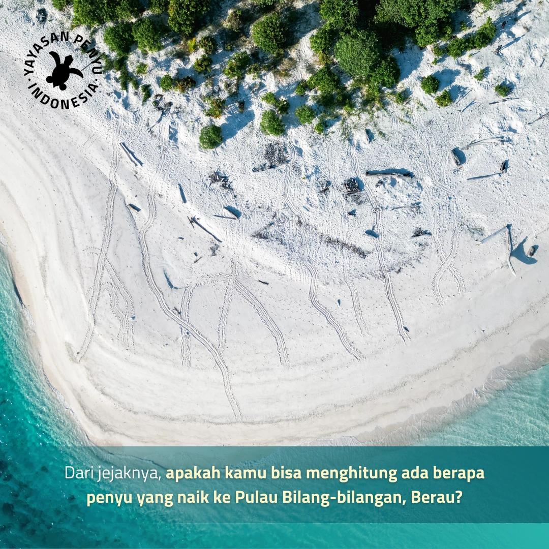 20241125_Menebak Jumlah Sarang Penyu dari Jejaknya A