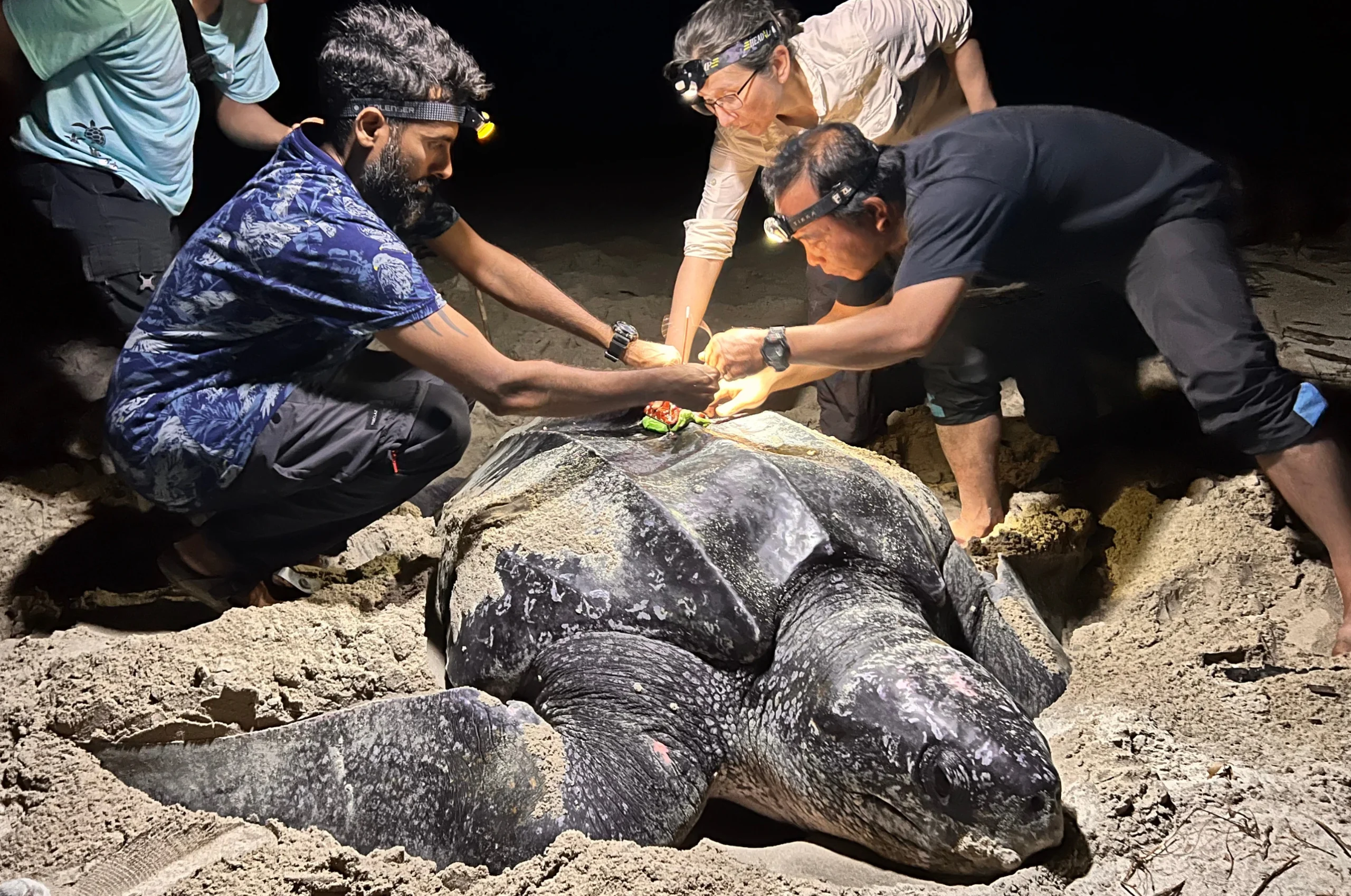 Petualangan Penyu Belimbing dari Aceh ke Australia