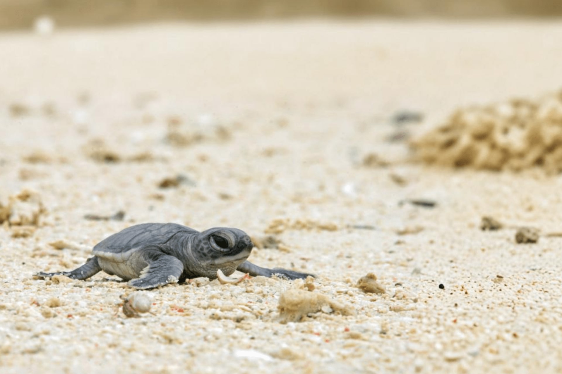 Yayasan Penyu Purpose