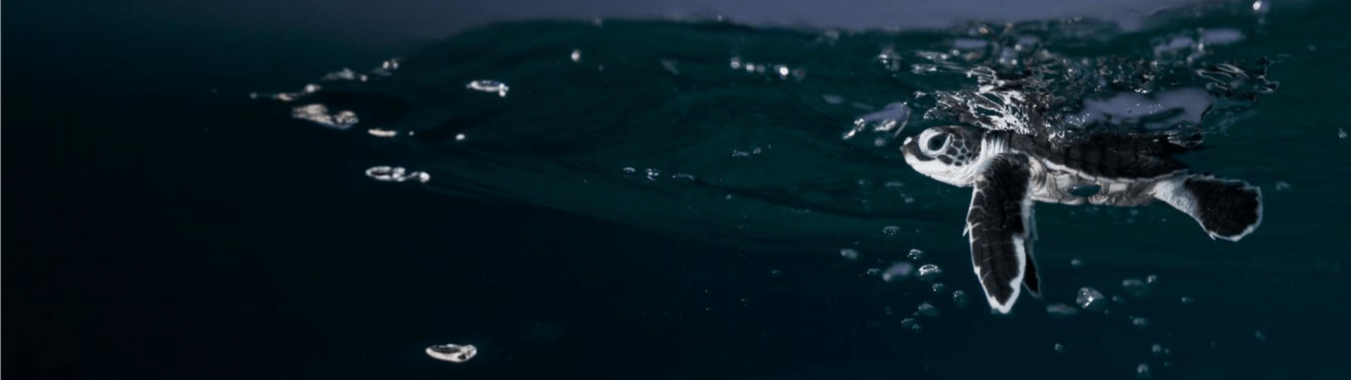 Ancaman dan Pelestarian