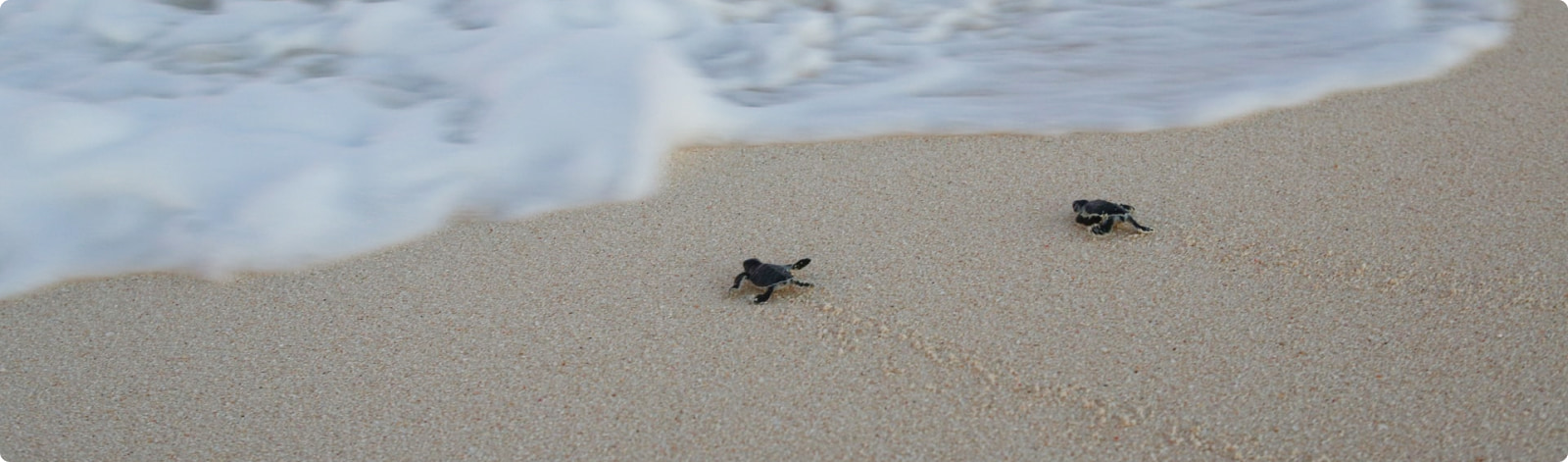 Turtle Release