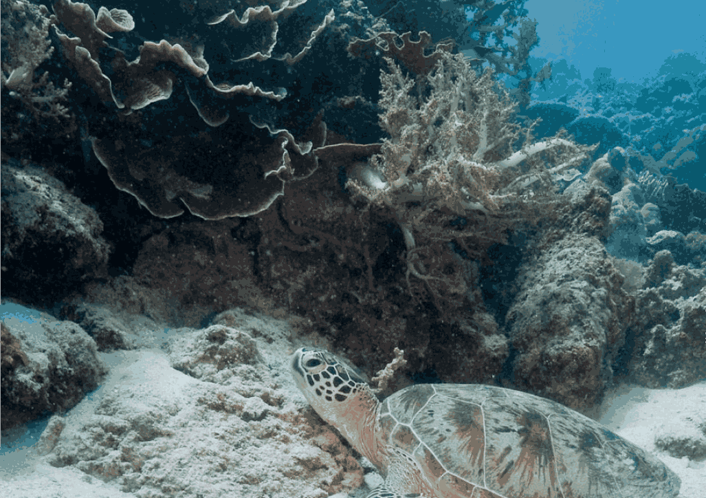 Ancaman dan Pelestarian