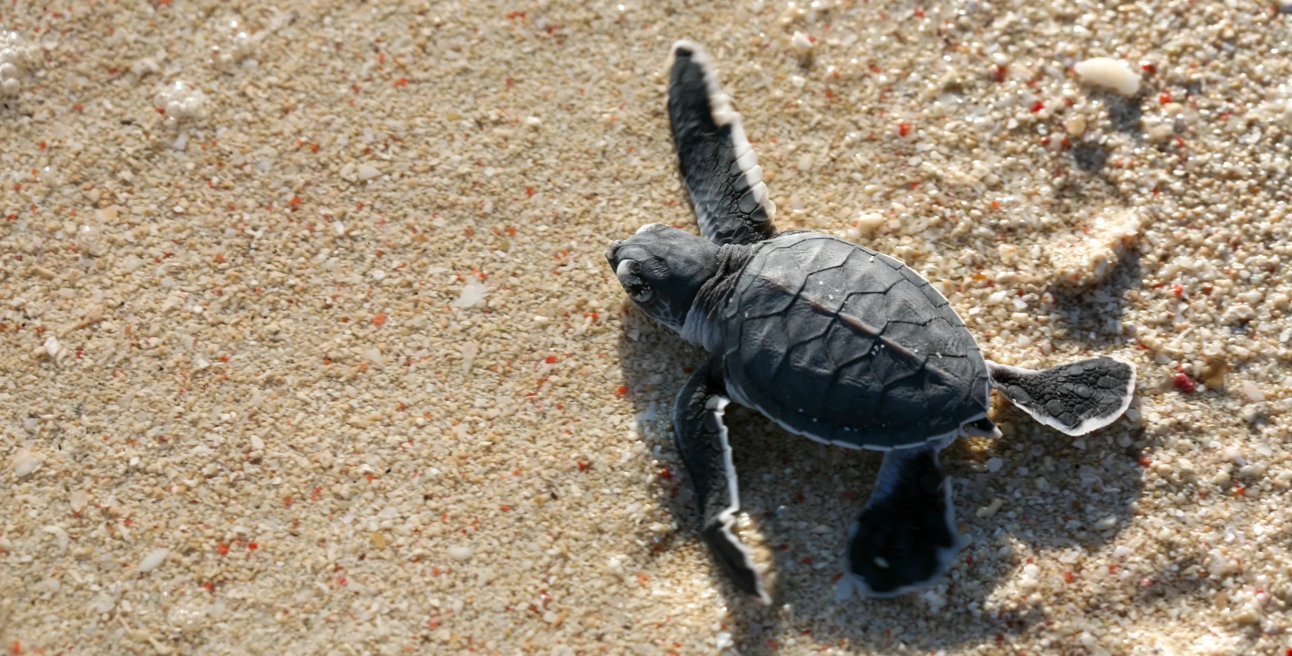 Perlindungan Penyu di Habitat Aslinya