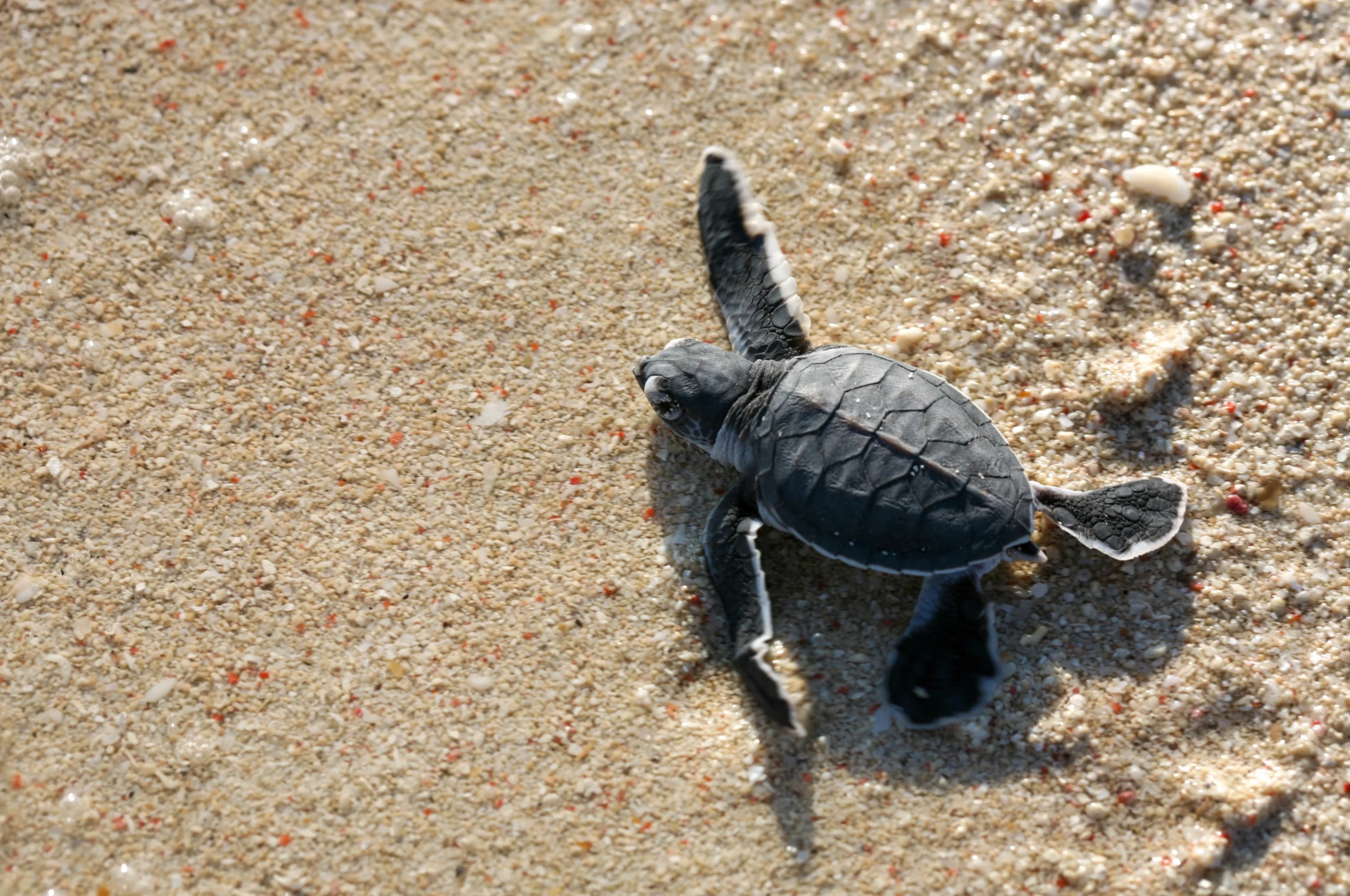 Fakta, Tukik adalah Bayi Penyu yang Mandiri!
