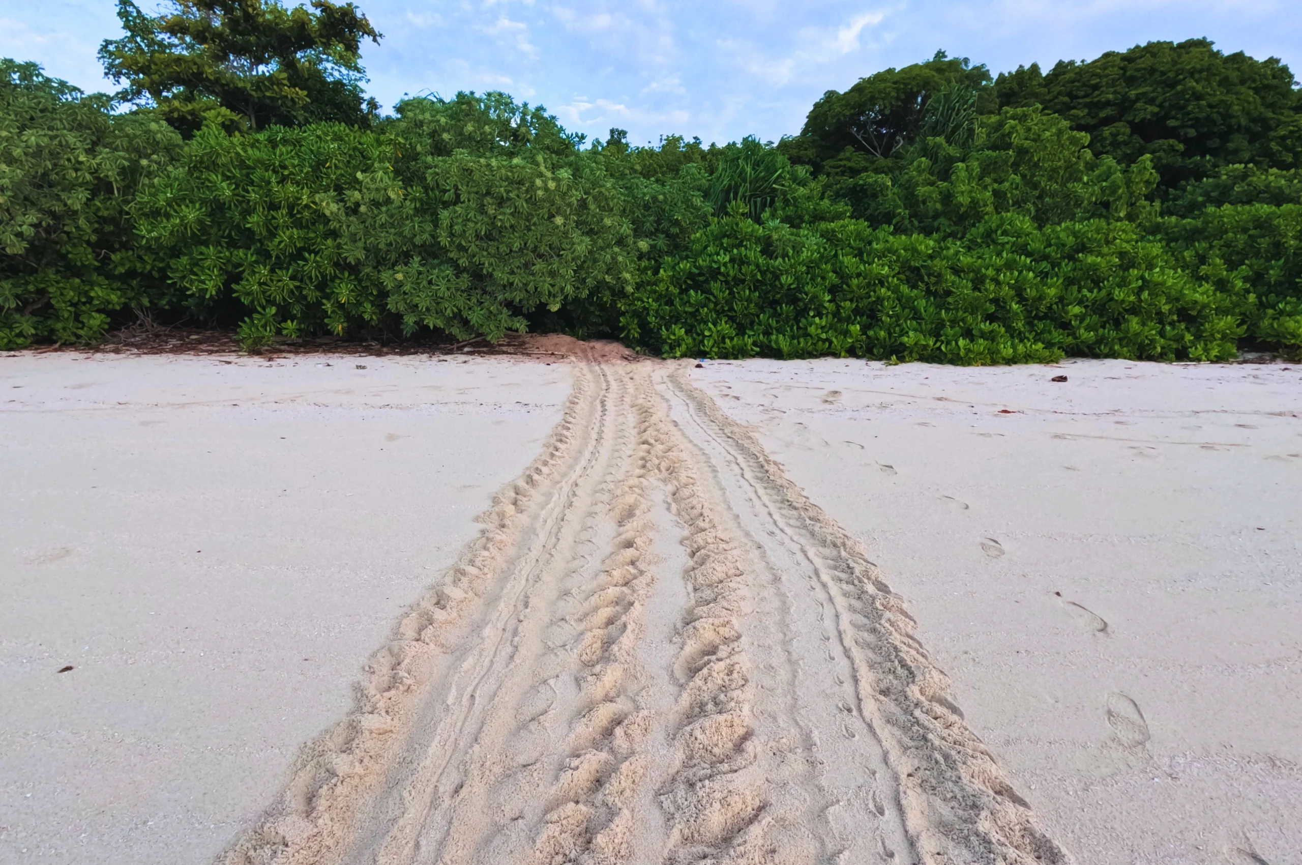 Menebak Jumlah Sarang Penyu dari Jejaknya