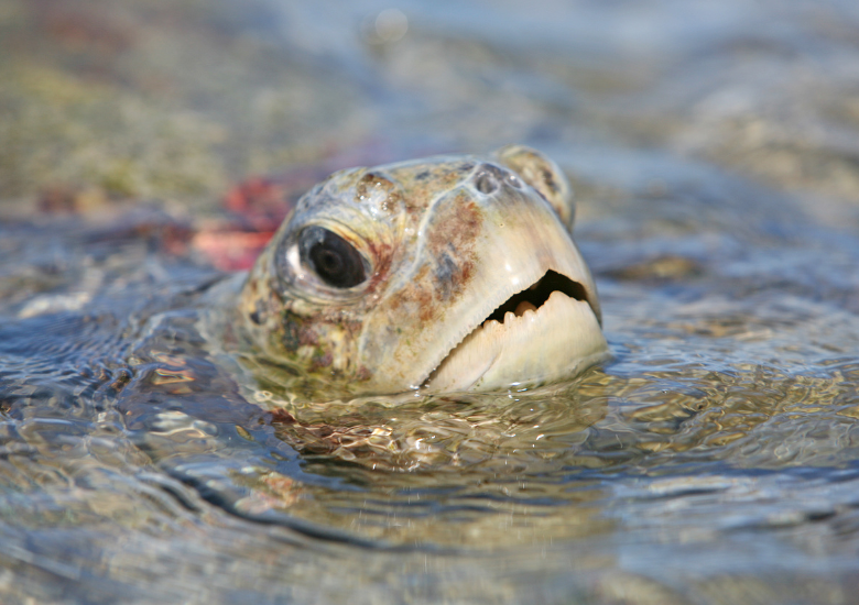 Keracunan Masal di Filipina, Kasus Konsumsi Penyu Kembali Membawa Kabar Duka