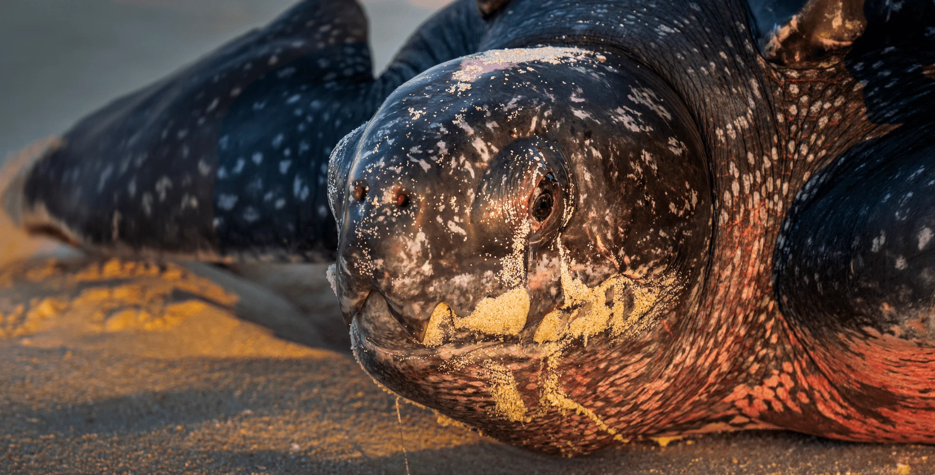 Indonesia Adalah Rumah Bagi 6 dari 7 Jenis Penyu