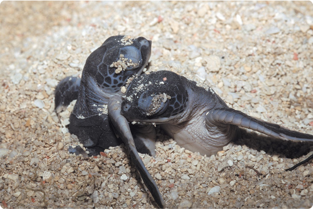 #SayNOtoHeadstarting